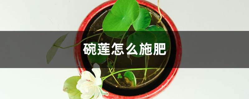 碗莲怎么施肥（碗莲什么时候施肥）