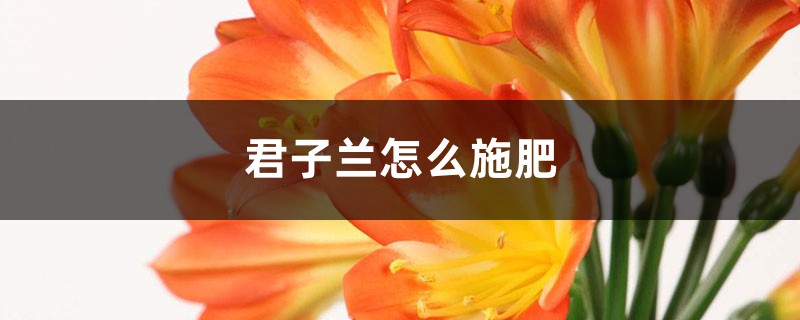 君子兰怎么施肥