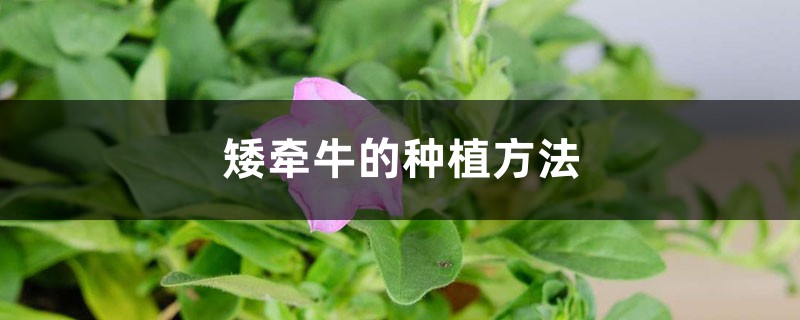 矮牵牛如何种植 （矮牵牛的种植方法）